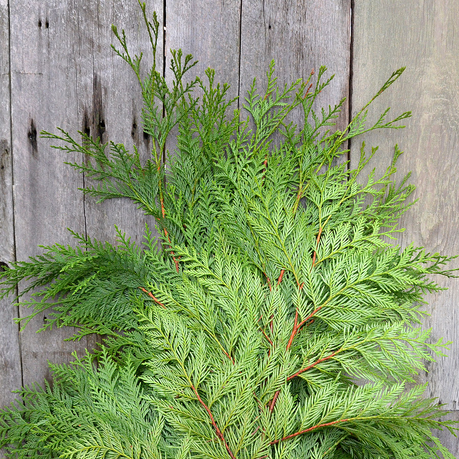 Christmas Greens - Cedar
