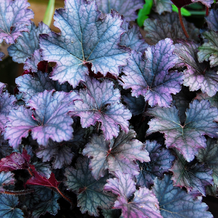 Heuchera 'Frost' 