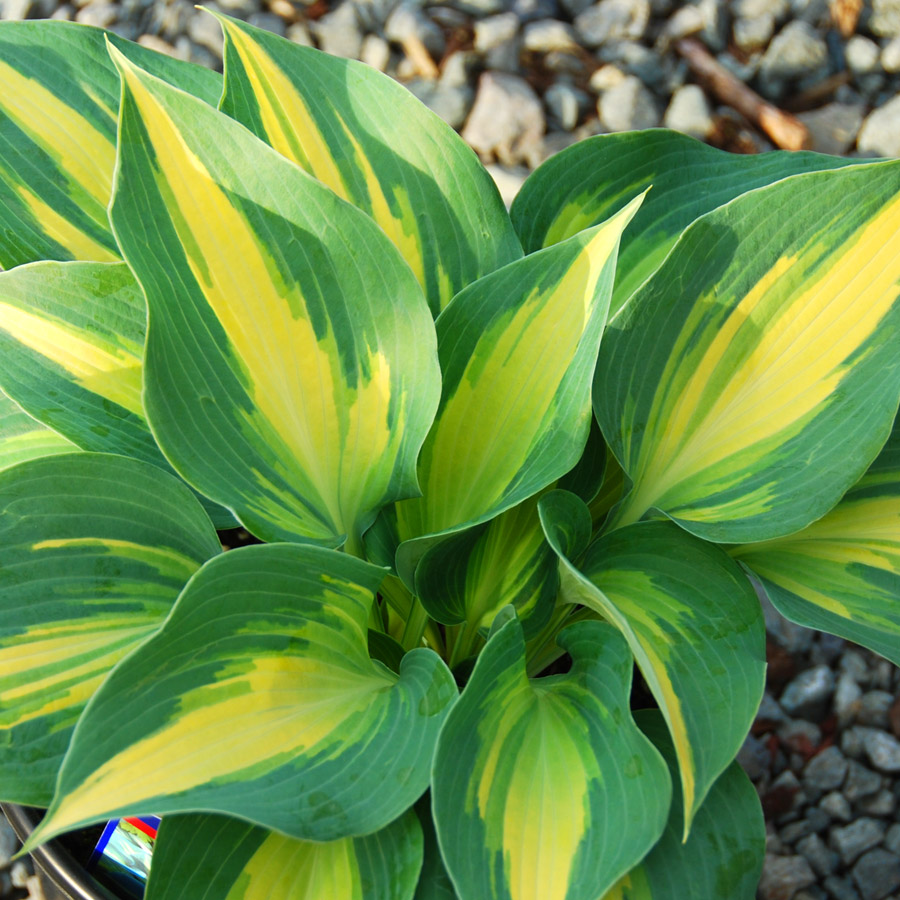 Hosta 'Touch of Class'