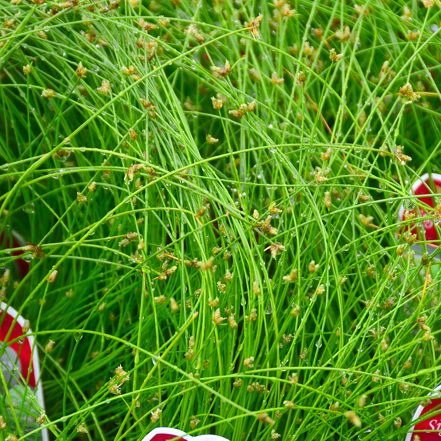 Isolepis cernua Fiber-optics Grass