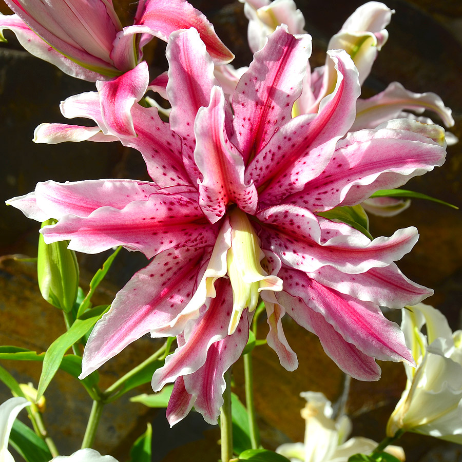 Lilium orientalis 'Magic Star'
