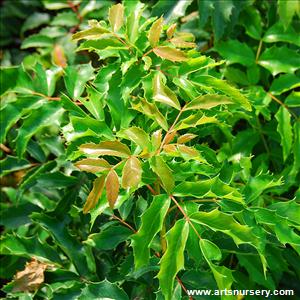 Mahonia aquifolium 'Compacta'