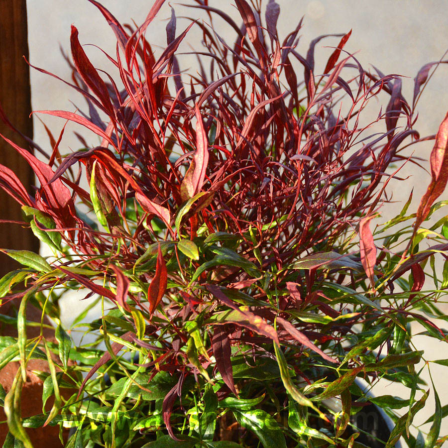 Nandina domestica 'Burgundy Wine'