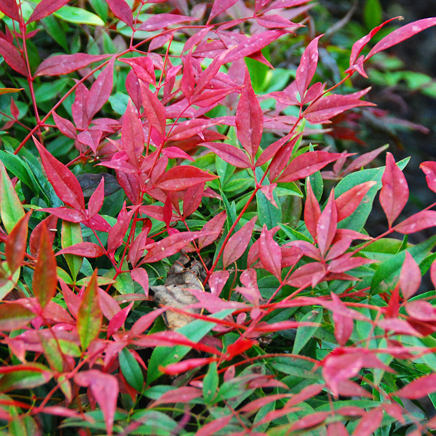 Nandina domestica 'Sienna Sunrise'