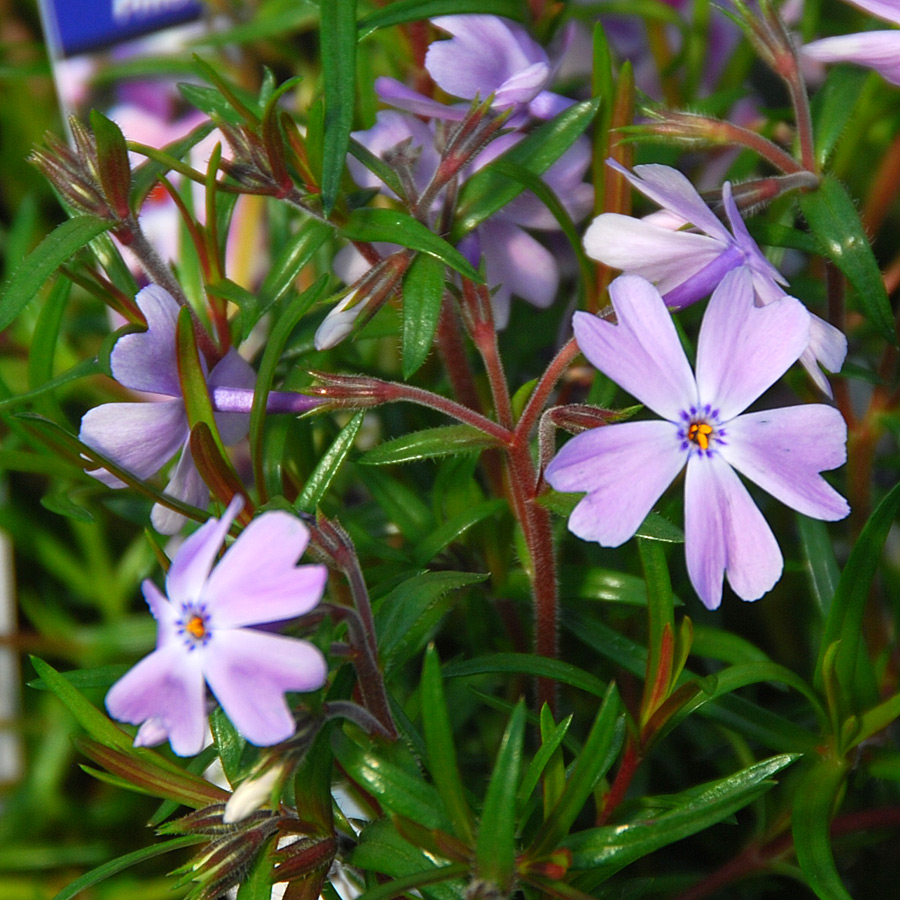 phlox subulata emerald blue arts nursery ltd care for poinsettias after christmas
