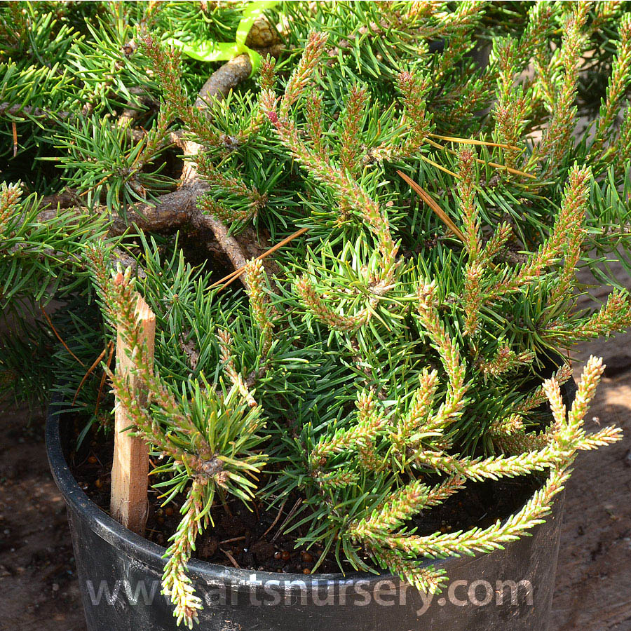 Pinus banksiana 'Schoodic' 