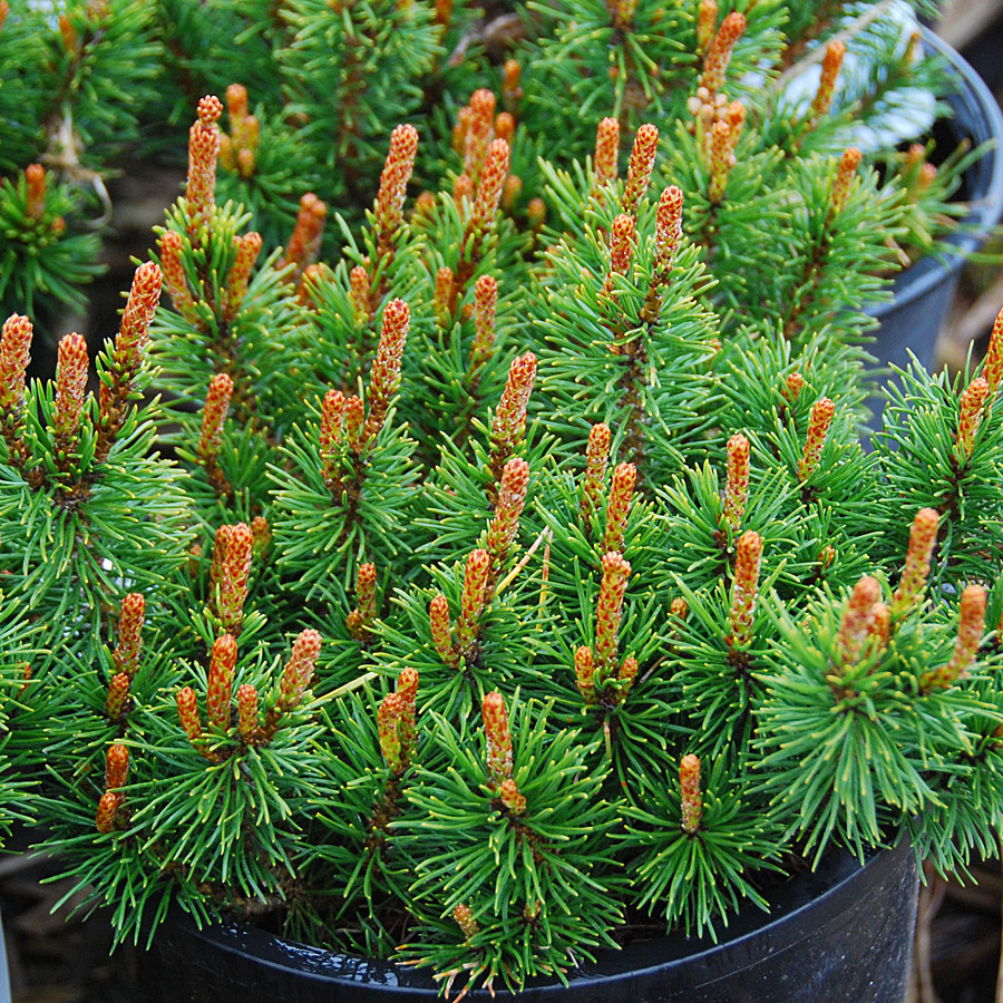 Pinus mugo 'Palouse'
