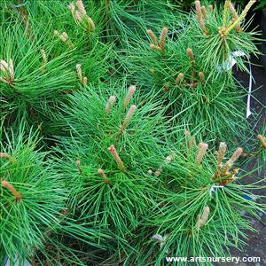 Pinus nigra Topiary Specimen