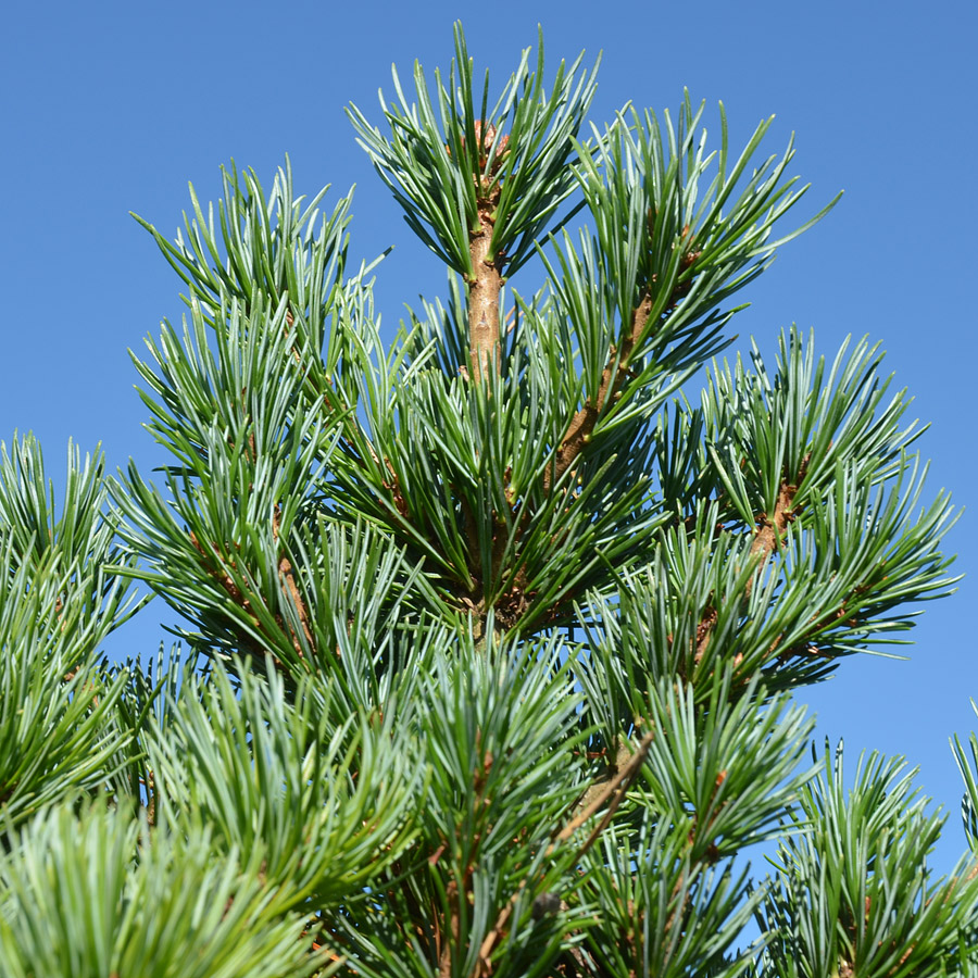 Pinus parviflora 'Ara Kawa'