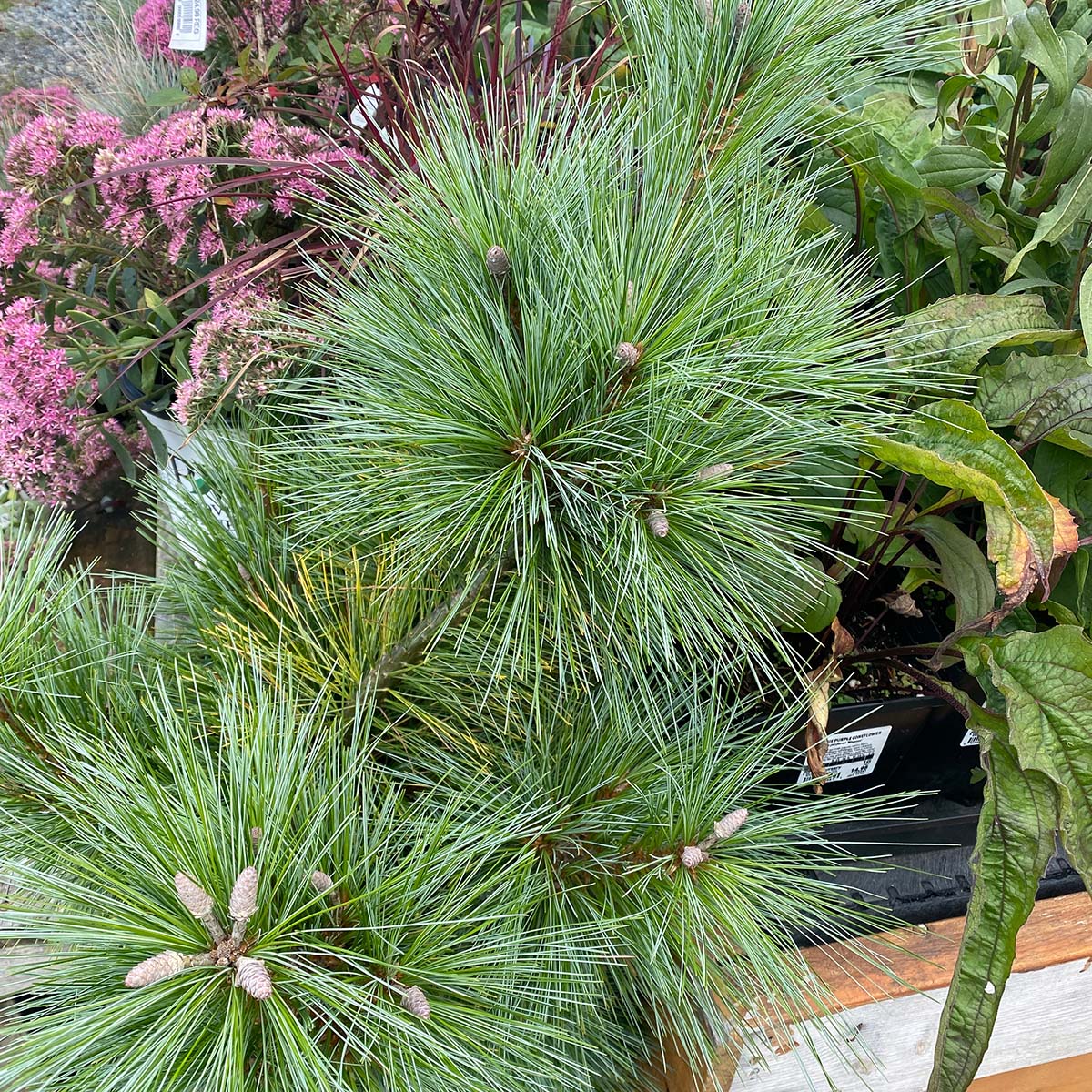 Pinus schwerinii 'Wiethorst' 
