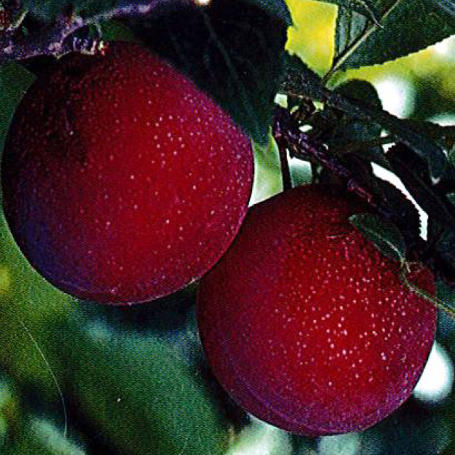 Prunus domestica 'Beauty'