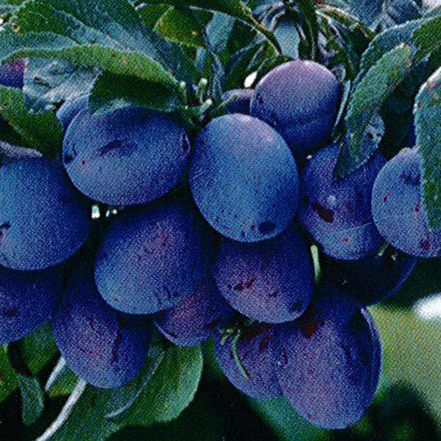 Prunus domestica 'Italian' 