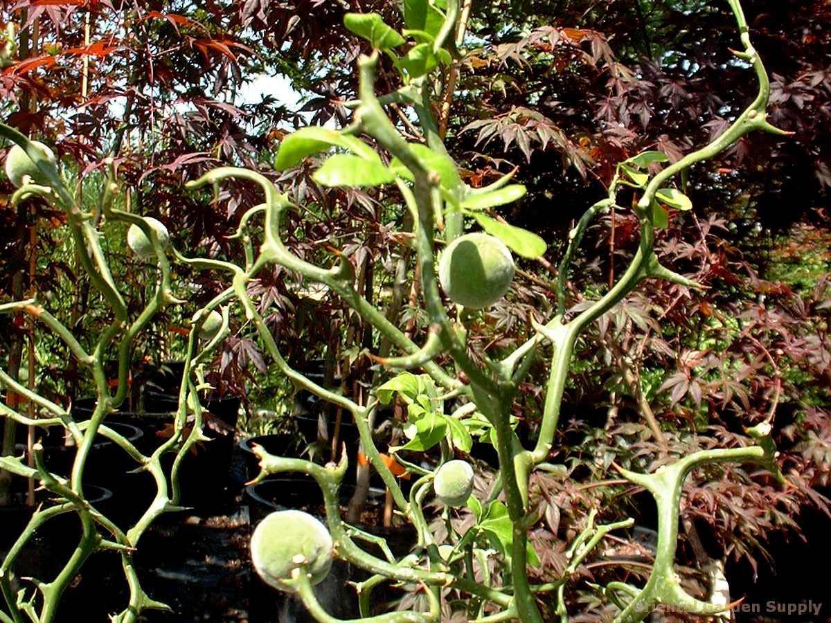 Poncirus trifoliata 'Monstrosa' 