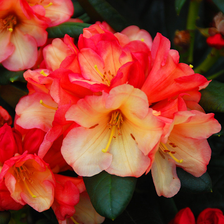 Rhododendron 'Seaview Sunset'