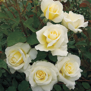 Rosa 'White Licorice'