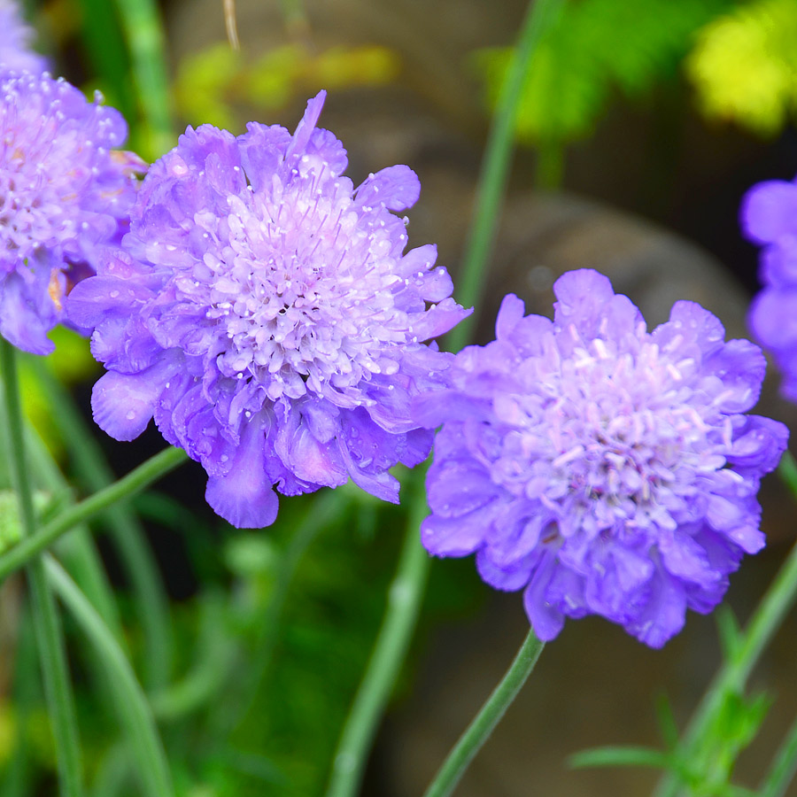 Scabiosa columbaria 'Mariposa Blue'