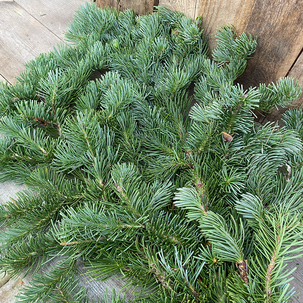 Christmas Greens - Spruce Tips