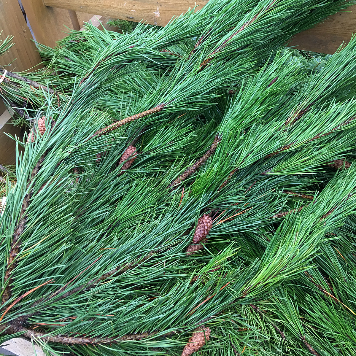 Christmas Greens - Shore Pine Boughs