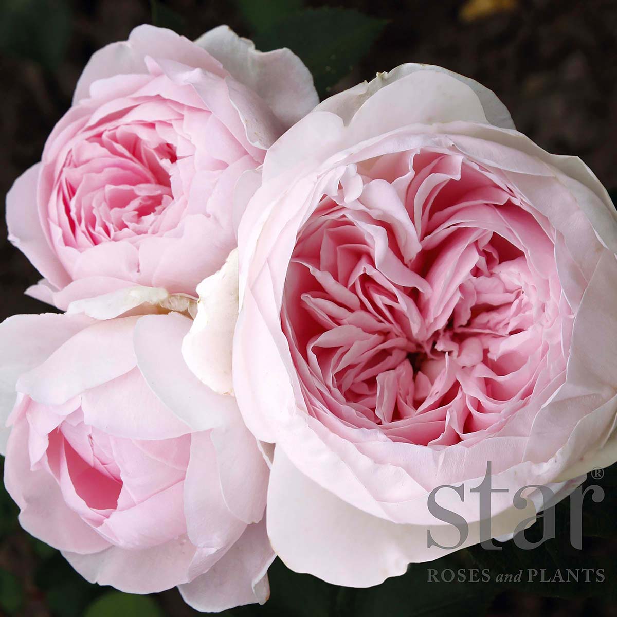 Rose Pre-Orders