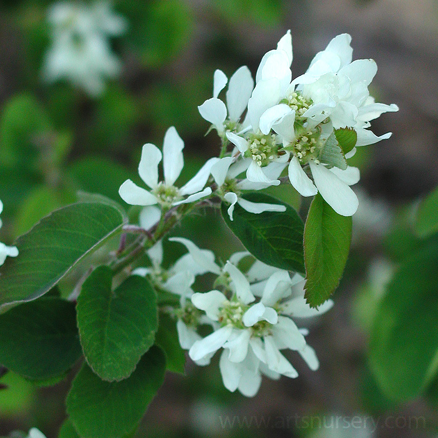 Small Trees Art S Nursery Ltd Amelanchier Or Serviceberries Are A Large Multi Stemmed Shrub Sometimes Grown As Small Tree White Flowers Borne In Early Spring And Followed By