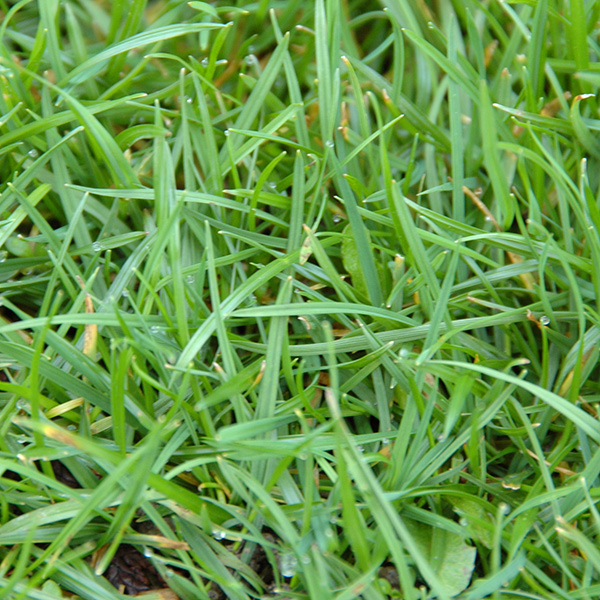 Lawn Care Essentials