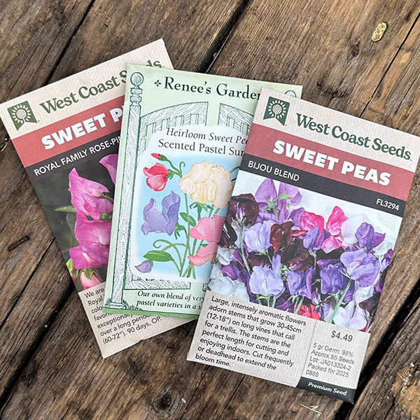 Sweet Pea Seeds