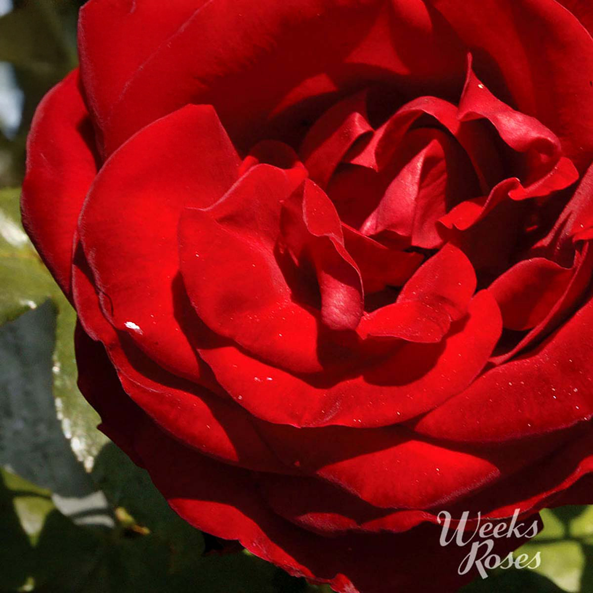 Climbing Roses