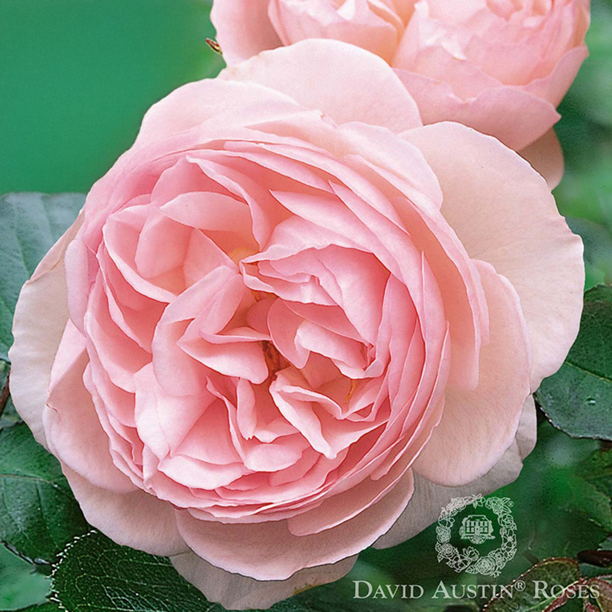 David Austin Roses