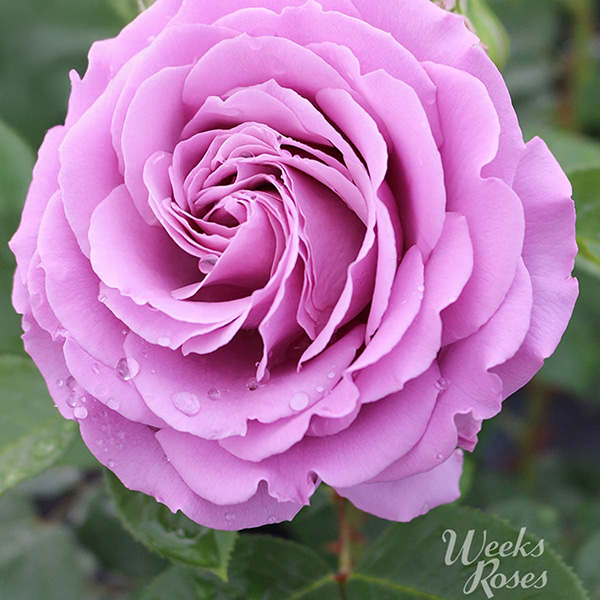 Floribunda Roses