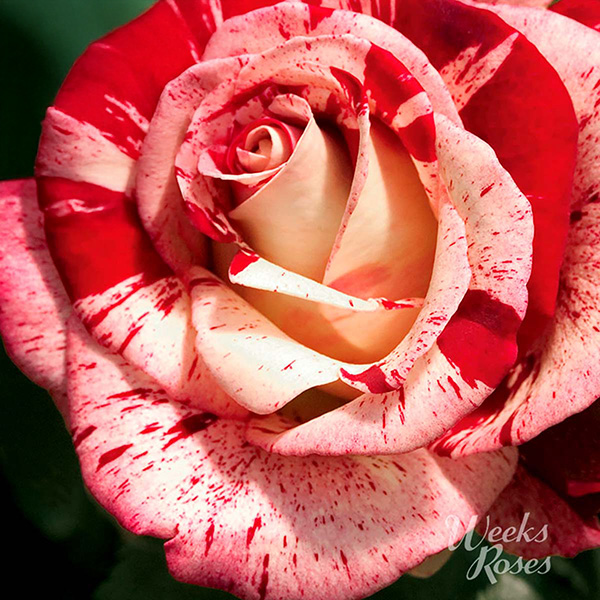 Grandiflora Roses