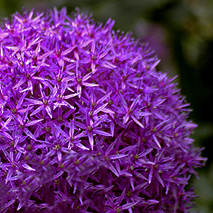 Allium Bulbs