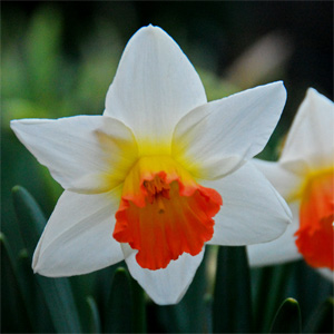 Spring Flowering Bulbs