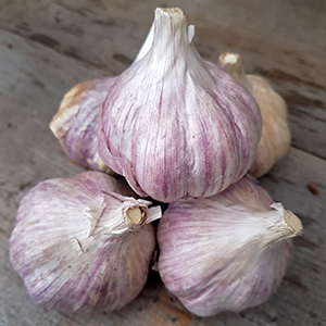 Garlic Bulbs