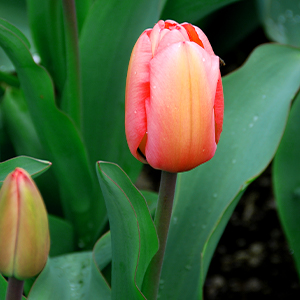 Tulip Bulbs