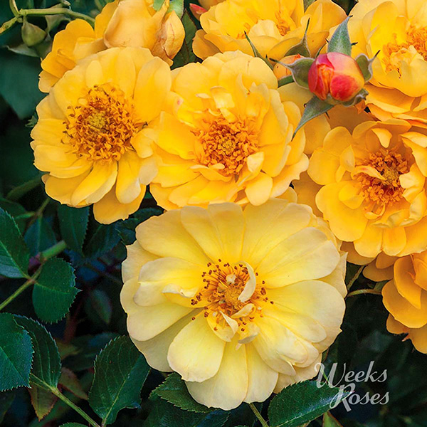 Landscape Roses