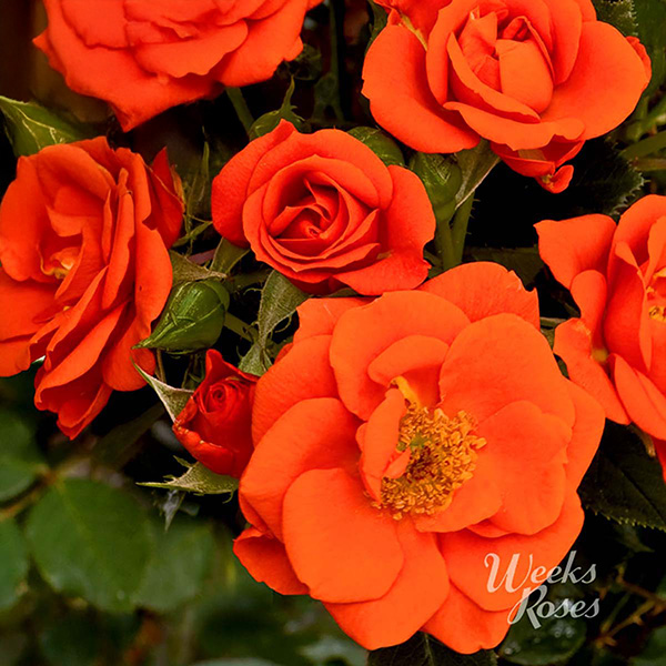 Miniature Roses