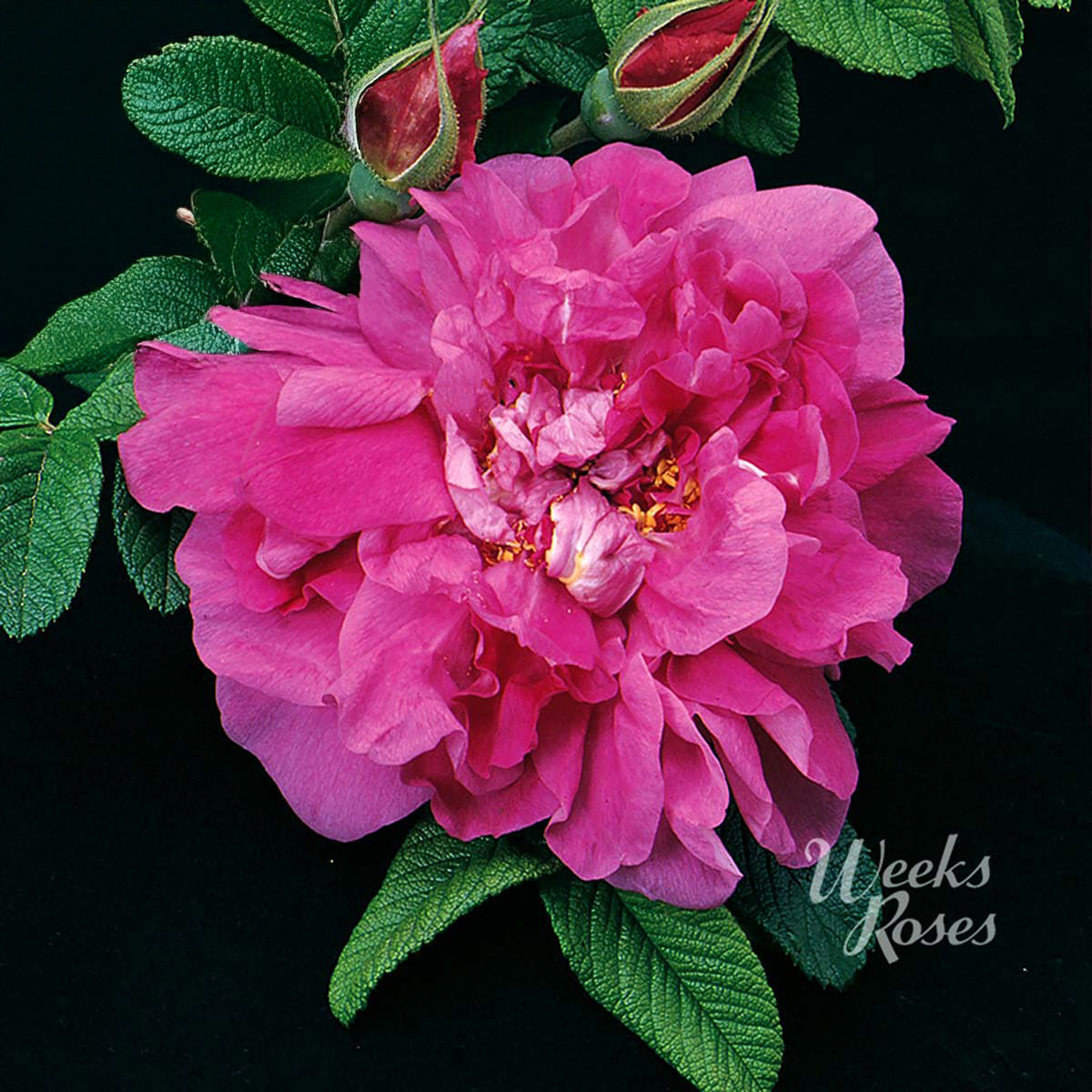 Other Roses