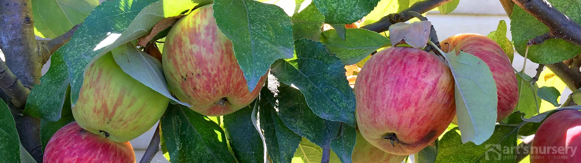 Apple Trees