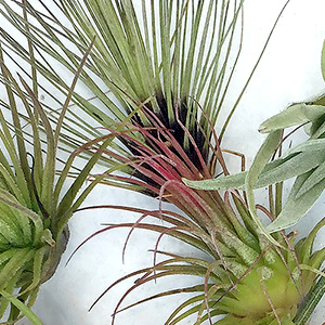 Air Plants