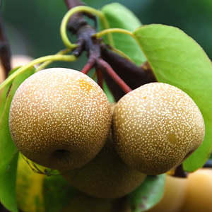 Asian Pear Trees