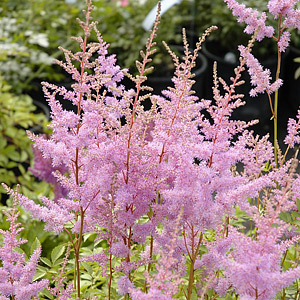 Astilbe