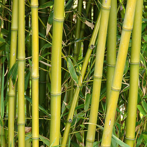 Bamboo