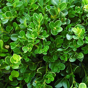 Boxwood