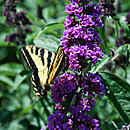 Butterfly Bush