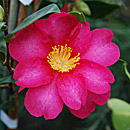 Camellia