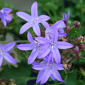 Campanula