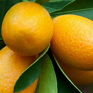 Citrus Trees