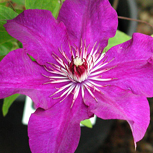 Clematis