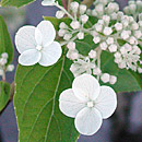 Climbing Hydrangeas