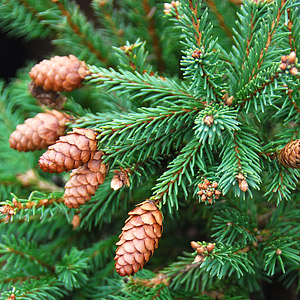 Conifers